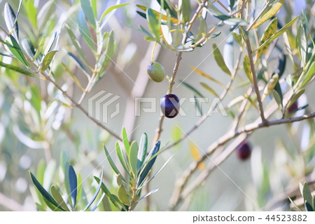Autumn Park Olive Fruit 44523882