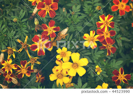 French marigolds(Tagetes patula) flower background French marigolds(Tagetes patula) flower background 44523990