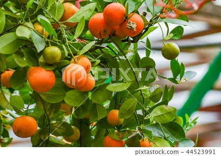 branches with the fruits of the tangerine branches with the fruits of the tangerine 44523991