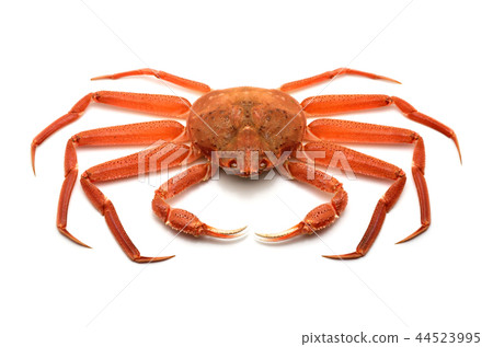 Snow crab Snow crab 44523995