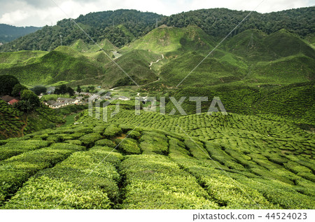 Beautiful scenery at Cameron Highlands, Malaysia Beautiful scenery at Cameron Highlands, Malaysia 44524023