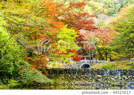 白楊寺 白楊寺 44525017
