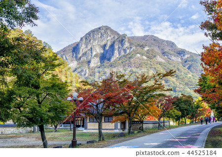 Cultivator, temple 44525184