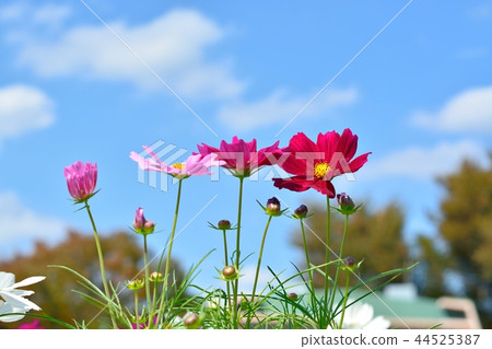 波斯菊領域和藍天 44525387