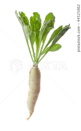 daikon radishes isolated on white background 44525862