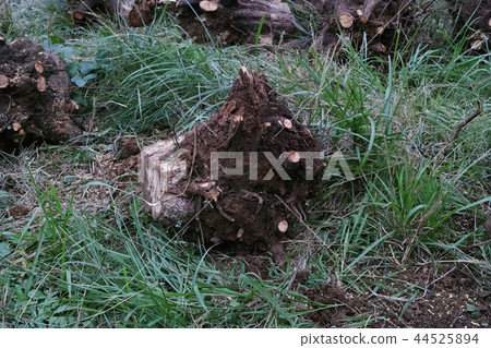 Roots of persimmon oak trees Roots of persimmon oak trees 44525894
