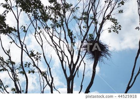 巢 44525918