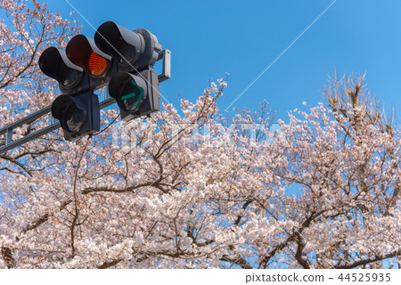 盛開的櫻花和紅綠燈（黃色） 44525935