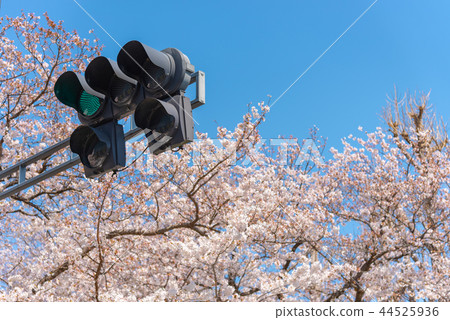 盛開的櫻花和紅綠燈（綠色） 44525936