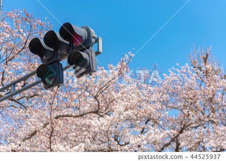 盛開的櫻花和紅綠燈（紅色） 44525937