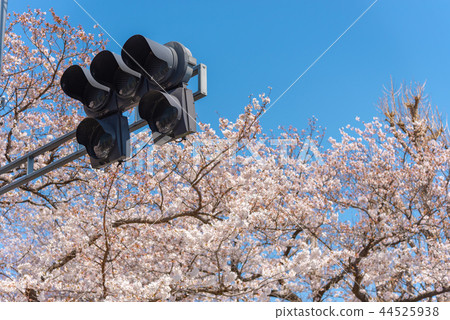 櫻花盛開，交通信號燈 44525938