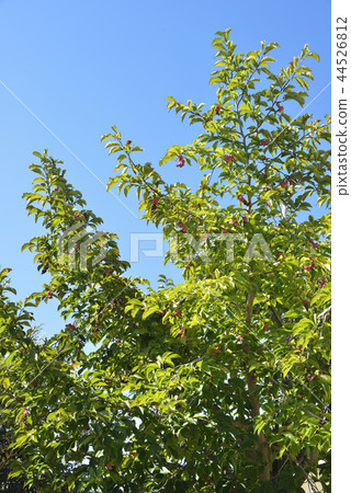 Kobushi tree 44526812