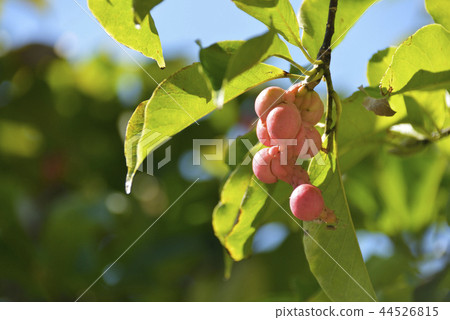 Kobushi noodles 44526815