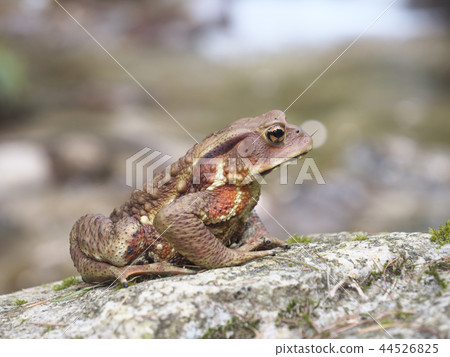Toad / Kisogawa River Basin (Kamogawa) / Kiso-gun, Kiso-gun, Nagano Prefecture / Summer Toad / Kisogawa River Basin (Kamogawa) / Kiso-gun, Kiso-gun, Nagano Prefecture / Summer 44526825