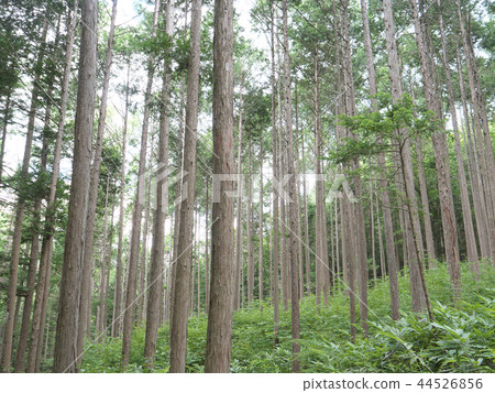 長野縣木曾郡Mizukizawa no Mori / / Kiso-mura 44526856