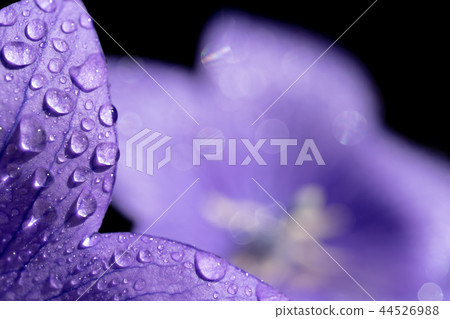 Black background with closeup of bellflowers 44526988