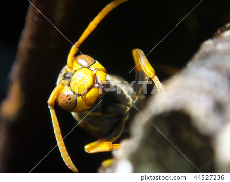 Seguro Asakunaga的巢 44527236