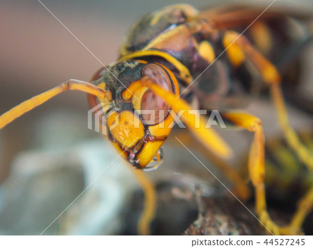 Seguro Asakunaga的巢 44527245