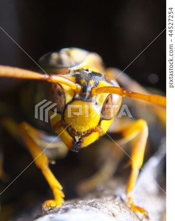 Seguro Asakunaga的巢 44527254