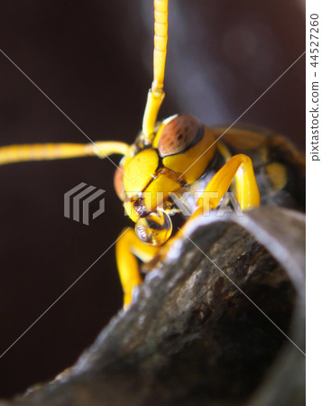 Seguro Asakunaga的巢 44527260