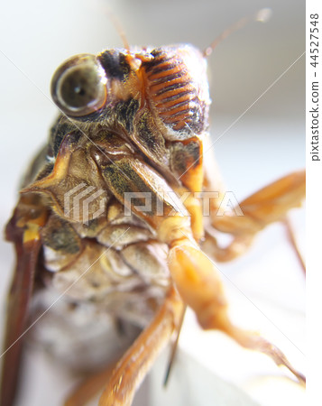 Brown cicada 44527548