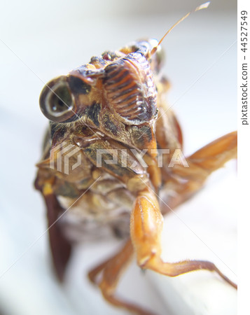Brown cicada 44527549