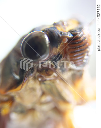 阿巴扎米 44527562