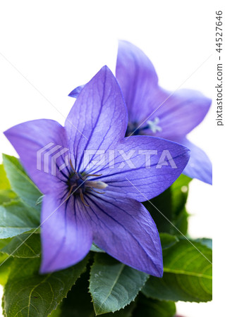 Blooming bellflower flowers and white background 44527646