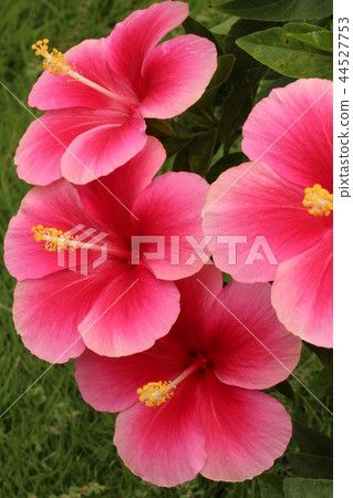 ピンクのハイビスカス ピンクのハイビスカス 44527753