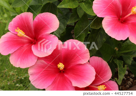 Pink hibiscus Pink hibiscus 44527754