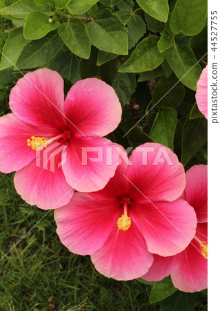 Pink hibiscus 44527755