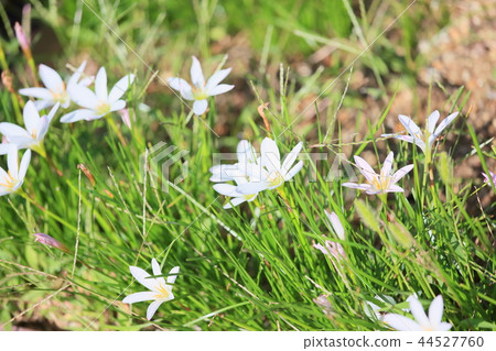 Flower of Thamas Dare 44527760