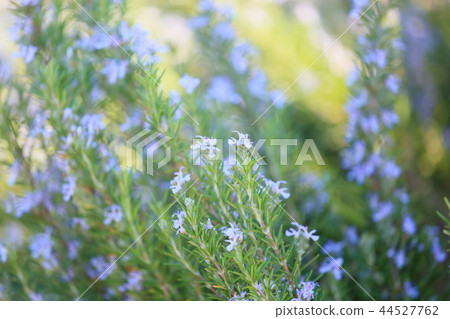 迷迭香花 迷迭香花 44527762