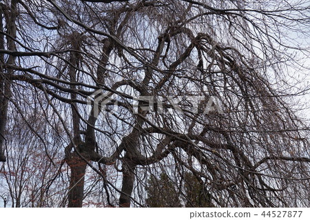 尼亞加拉瀑布附近的樹木 44527877