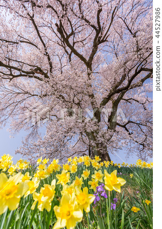 Yamanashi-Cherry blossoms at Wakazuka 44527986