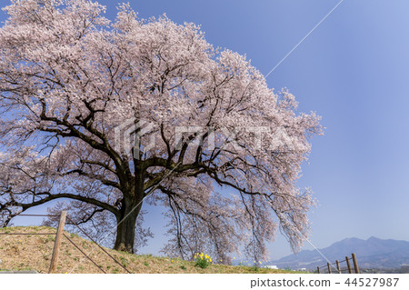 Yamanashi-Cherry blossoms at Wakazuka 44527987