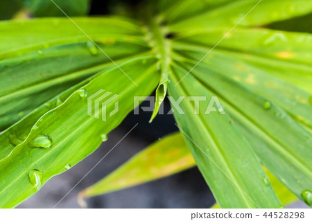 Raindrops on green ginger leaves Raindrops on green ginger leaves 44528298