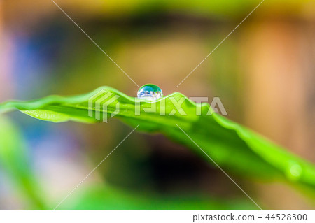 Water droplet on green leaf Water droplet on green leaf 44528300
