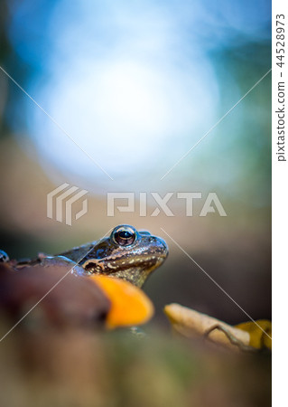 The common frog 44528973