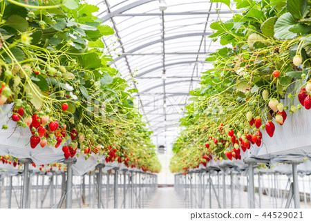 A bright red bell-shaped strawberry A bright red bell-shaped strawberry 44529021