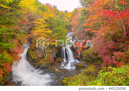 Oko Nikko in the autumn leaves, Ryuto Falls Oko Nikko in the autumn leaves, Ryuto Falls 44529290