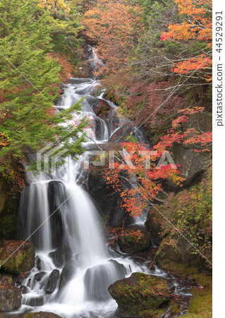 Oko Nikko in the autumn leaves, Ryuto Falls Oko Nikko in the autumn leaves, Ryuto Falls 44529291