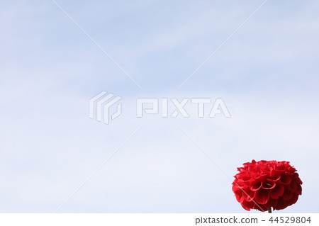 Red dahlia Red dahlia 44529804