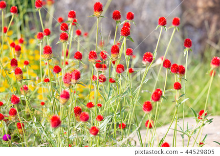 Autumn flowers Autumn flowers 44529805