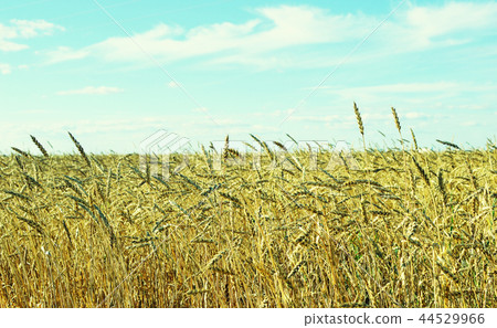 wheat field wheat field 44529966