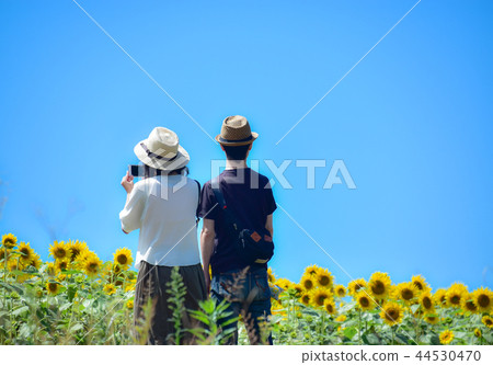 兩個人看著向日葵 兩個人看著向日葵 44530470