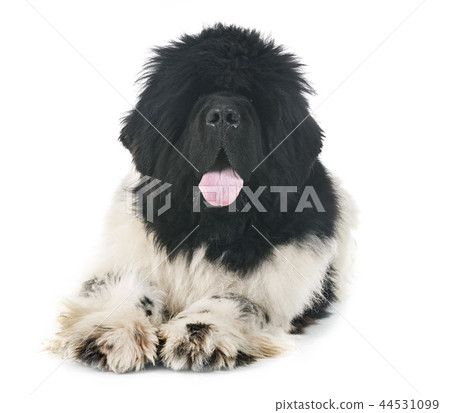 newfoundland dog in studio 44531099