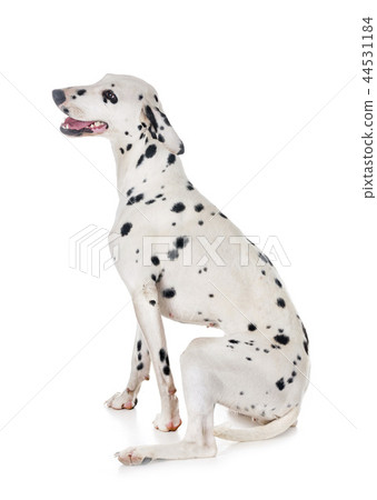 dalmatian in studio dalmatian in studio 44531184