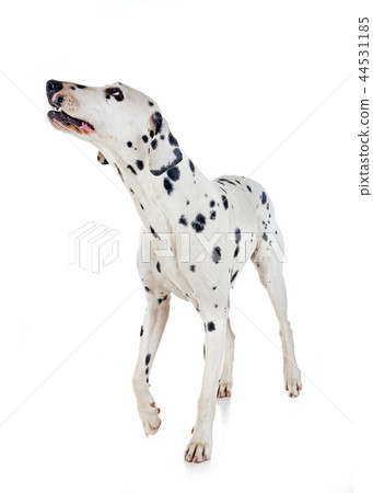 dalmatian in studio dalmatian in studio 44531185
