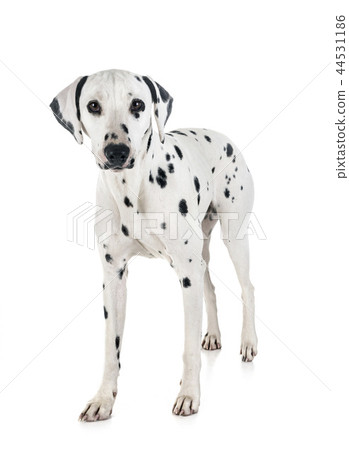 dalmatian in studio dalmatian in studio 44531186